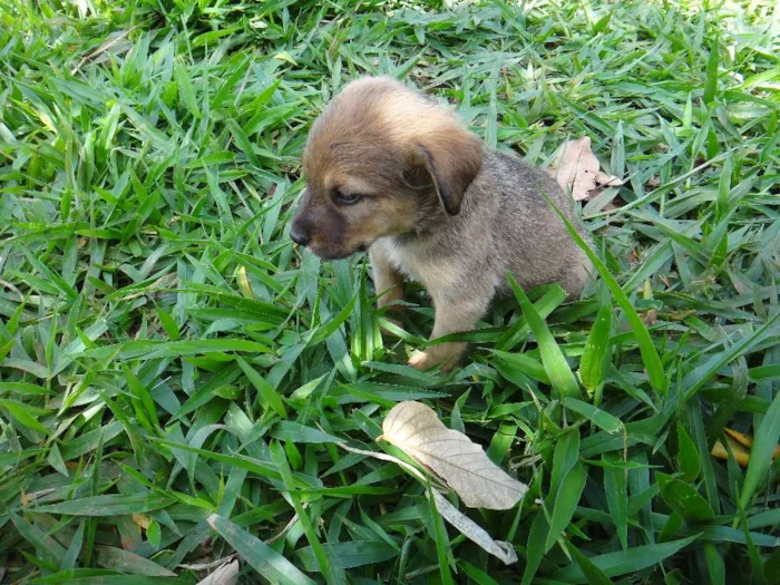 Cachorro ra a PREDOMINÂNCIA DE VIRA-LATA POR PARTE DA MÃE idade 2 a 6 meses nome MACHO 03
