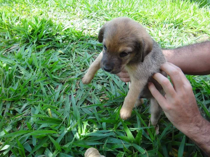 Cachorro ra a PREDOMINÂNCIA DE VIRA-LATA POR PARTE DA MÃE idade 2 a 6 meses nome MACHO 03
