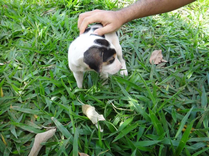 Cachorro ra a PREDOMINÂNCIA DE VIRA-LATA POR PARTE DA MÃE idade Abaixo de 2 meses nome MACHO 04