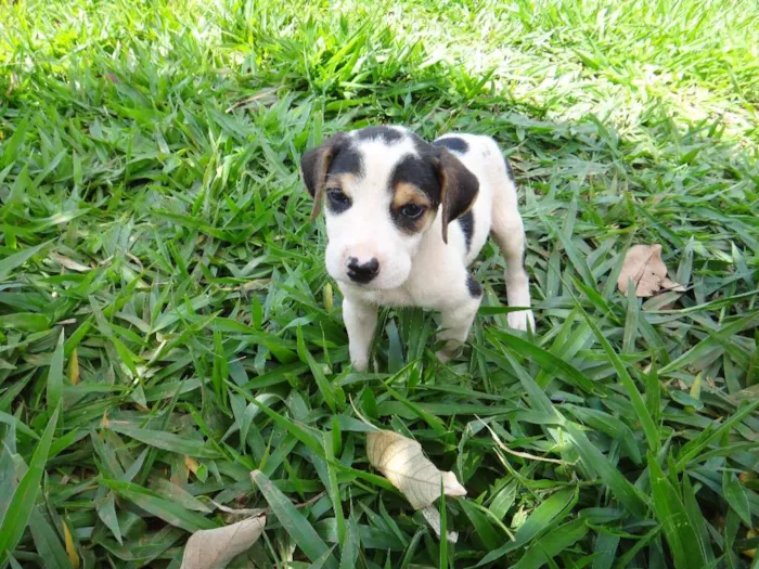 Cachorro ra a PREDOMINÂNCIA DE VIRA-LATA POR PARTE DA MÃE idade Abaixo de 2 meses nome MACHO 04
