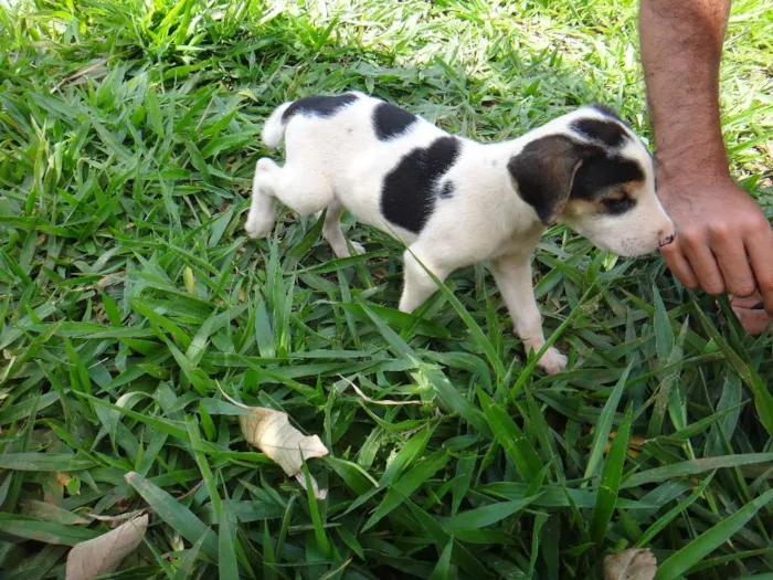 Cachorro ra a PREDOMINÂNCIA DE VIRA-LATA POR PARTE DA MÃE idade Abaixo de 2 meses nome MACHO 04