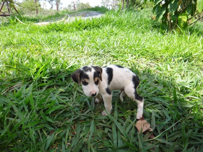 Cachorro ra a PREDOMINÂNCIA DE VIRA-LATA POR PARTE DA MÃE idade Abaixo de 2 meses nome MACHO 04