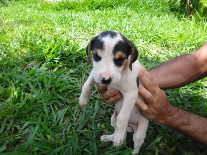 Cachorro ra a PREDOMINÂNCIA DE VIRA-LATA POR PARTE DA MÃE idade Abaixo de 2 meses nome MACHO 04