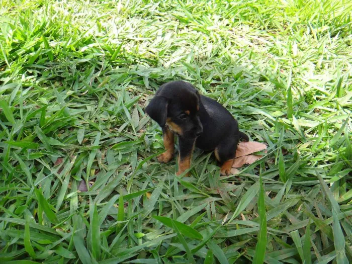 Cachorro ra a PREDOMINÂNCIA DE VIRA-LATA POR PARTE DA MÃE idade Abaixo de 2 meses nome MACHO 05