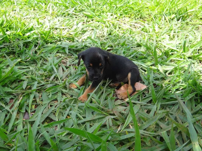 Cachorro ra a PREDOMINÂNCIA DE VIRA-LATA POR PARTE DA MÃE idade Abaixo de 2 meses nome MACHO 05