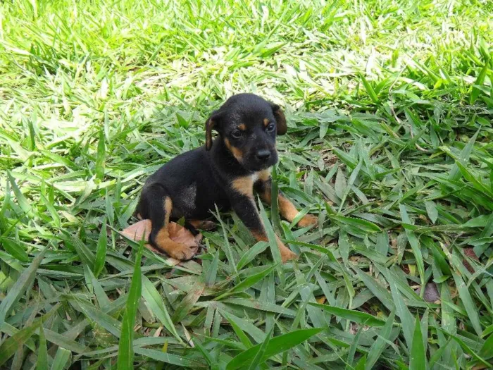 Cachorro ra a PREDOMINÂNCIA DE VIRA-LATA POR PARTE DA MÃE idade Abaixo de 2 meses nome MACHO 05