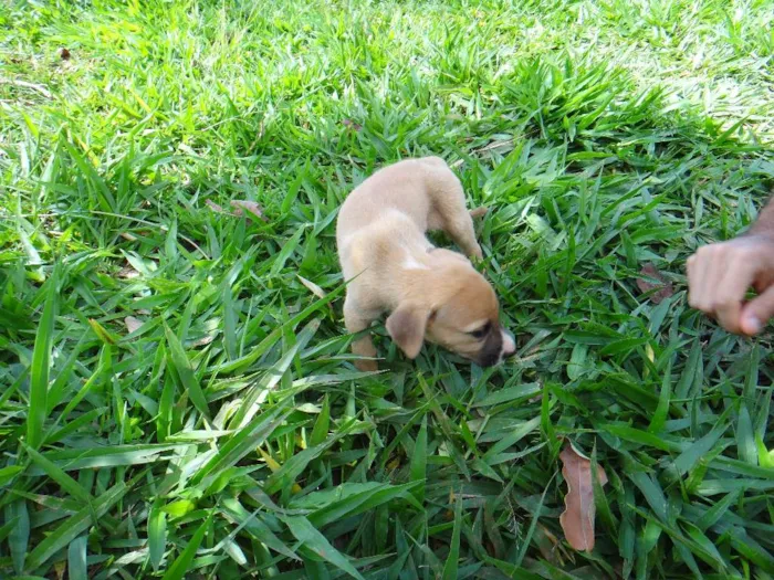 Cachorro ra a PREDOMINÂNCIA DE VIRA-LATA POR PARTE DA MÃE idade  nome FÊMEA 01