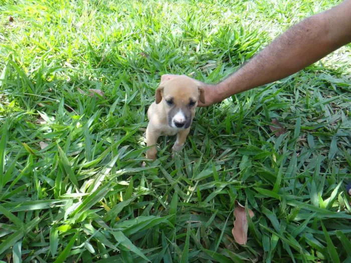 Cachorro ra a PREDOMINÂNCIA DE VIRA-LATA POR PARTE DA MÃE idade  nome FÊMEA 01