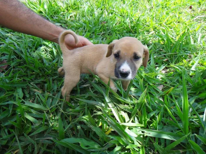 Cachorro ra a PREDOMINÂNCIA DE VIRA-LATA POR PARTE DA MÃE idade  nome FÊMEA 01