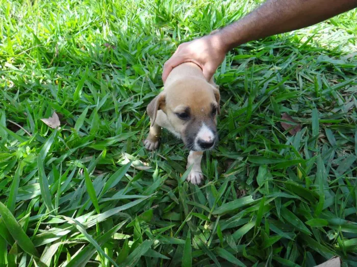 Cachorro ra a PREDOMINÂNCIA DE VIRA-LATA POR PARTE DA MÃE idade  nome FÊMEA 01