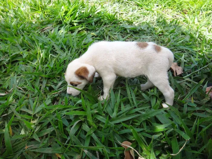 Cachorro ra a PREDOMINÂNCIA DE VIRA-LATA POR PARTE DA MÃE idade Abaixo de 2 meses nome FÊMEA 02