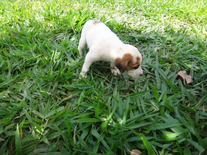 Cachorro ra a PREDOMINÂNCIA DE VIRA-LATA POR PARTE DA MÃE idade Abaixo de 2 meses nome FÊMEA 02