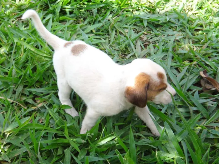 Cachorro ra a PREDOMINÂNCIA DE VIRA-LATA POR PARTE DA MÃE idade Abaixo de 2 meses nome FÊMEA 02