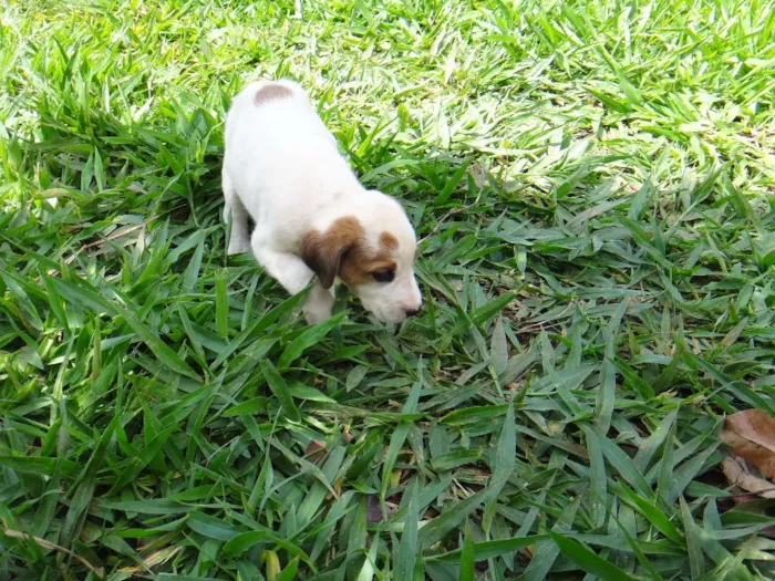 Cachorro ra a PREDOMINÂNCIA DE VIRA-LATA POR PARTE DA MÃE idade Abaixo de 2 meses nome FÊMEA 02