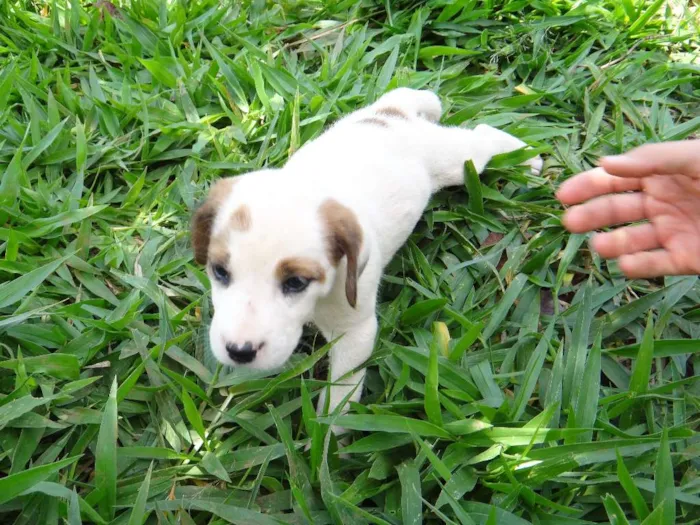 Cachorro ra a PREDOMINÂNCIA DE VIRA-LATA POR PARTE DA MÃE idade Abaixo de 2 meses nome FÊMEA 02