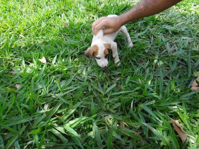 Cachorro ra a PREDOMINÂNCIA DE VIRA-LATA POR PARTE DA MÃE idade Abaixo de 2 meses nome FÊMEA 03