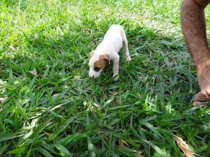Cachorro ra a PREDOMINÂNCIA DE VIRA-LATA POR PARTE DA MÃE idade Abaixo de 2 meses nome FÊMEA 03
