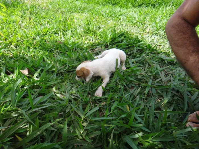 Cachorro ra a PREDOMINÂNCIA DE VIRA-LATA POR PARTE DA MÃE idade Abaixo de 2 meses nome FÊMEA 03
