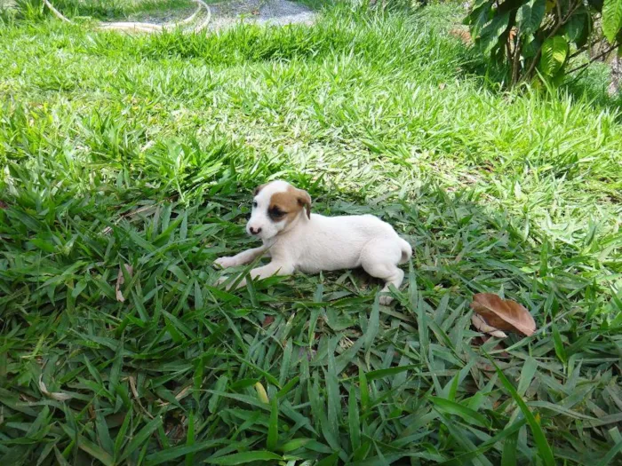 Cachorro ra a PREDOMINÂNCIA DE VIRA-LATA POR PARTE DA MÃE idade Abaixo de 2 meses nome FÊMEA 03