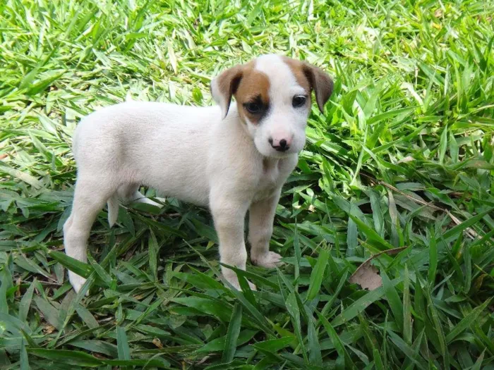 Cachorro ra a PREDOMINÂNCIA DE VIRA-LATA POR PARTE DA MÃE idade Abaixo de 2 meses nome FÊMEA 03