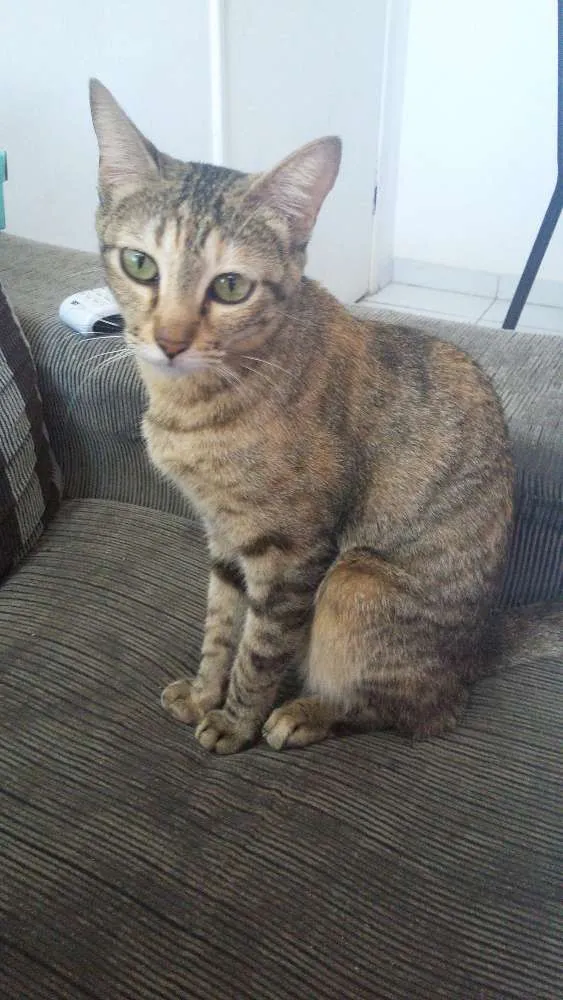 Gato raça  idade 2 anos nome Mel