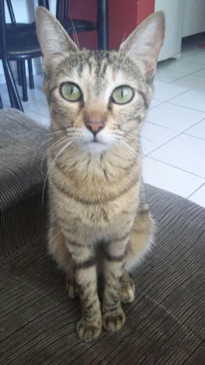 Gato raça  idade 2 anos nome Mel