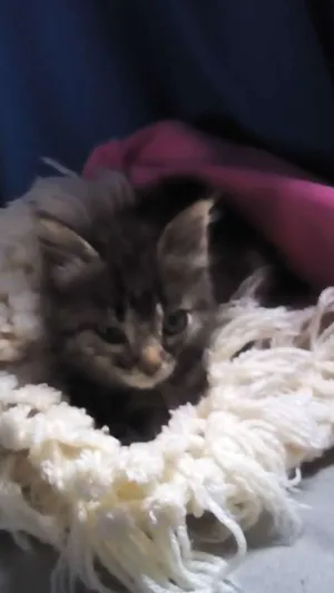 Gato raça SRD idade Abaixo de 2 meses nome PepaPig 