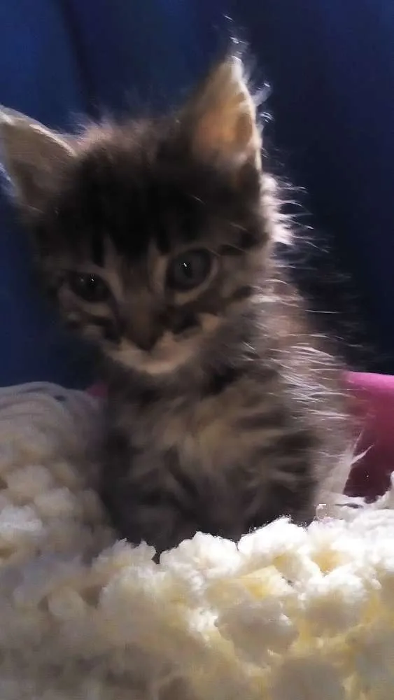 Gato ra a SRD idade Abaixo de 2 meses nome PepaPig 