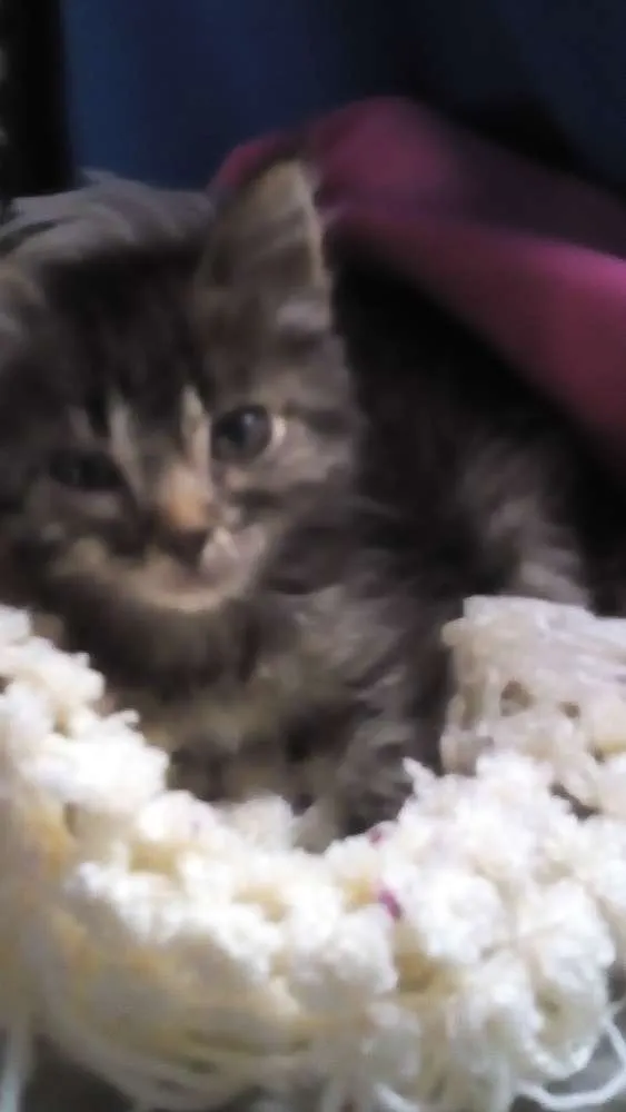 Gato ra a SRD idade Abaixo de 2 meses nome PepaPig 