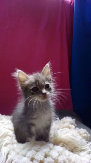 Gato raça srd idade Abaixo de 2 meses nome Meg