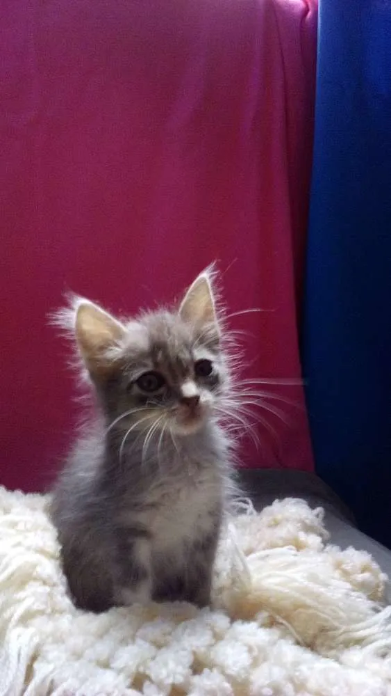 Gato ra a srd idade Abaixo de 2 meses nome Meg