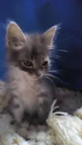Meg