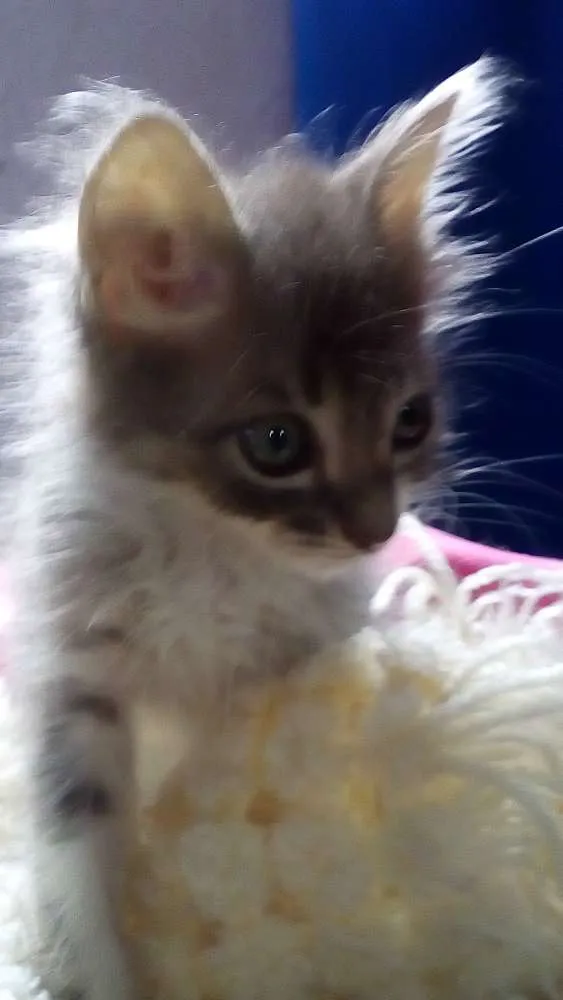 Gato ra a srd idade Abaixo de 2 meses nome Meg