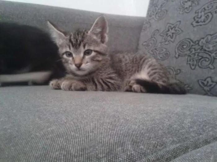 Gato ra a srd idade Abaixo de 2 meses nome sem nome