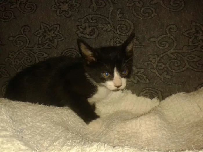 Gato ra a srd idade Abaixo de 2 meses nome sem nome