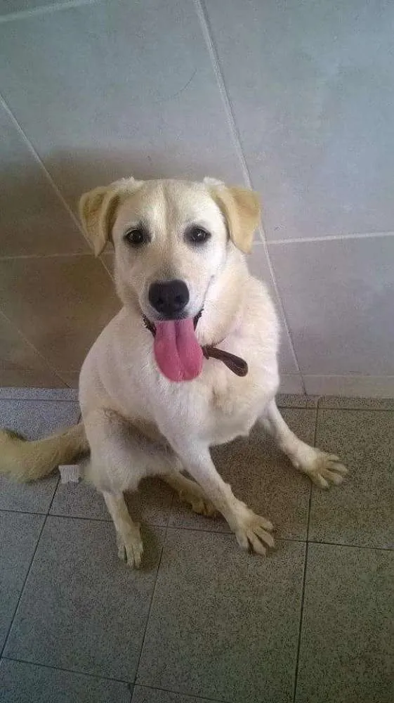 Cachorro ra a Labrador com boxer idade 7 a 11 meses nome Tobby