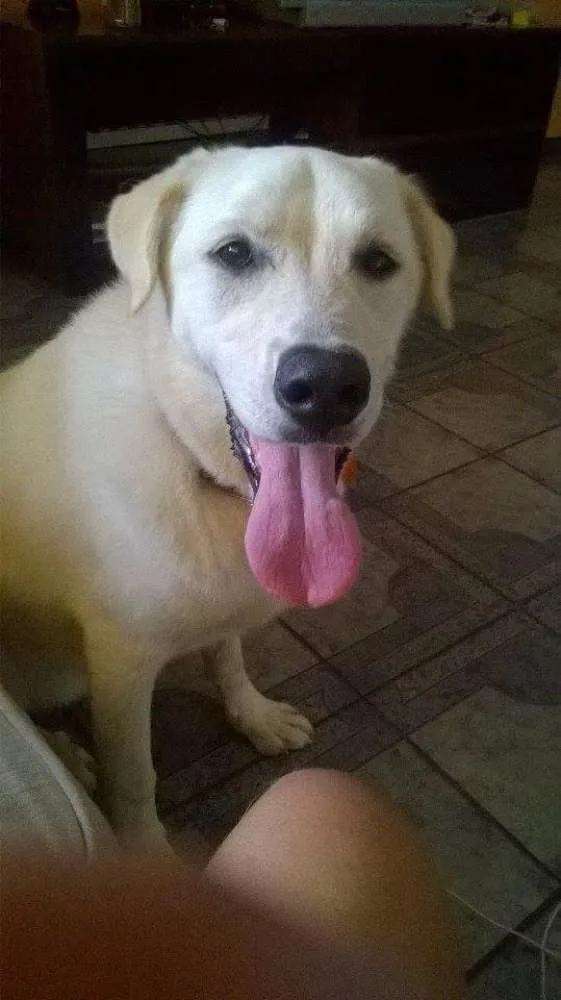Cachorro ra a Labrador com boxer idade 7 a 11 meses nome Tobby