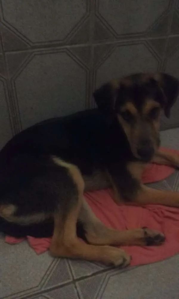 Cachorro ra a Vira lata idade 2 a 6 meses nome Scoob 