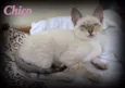 Chico