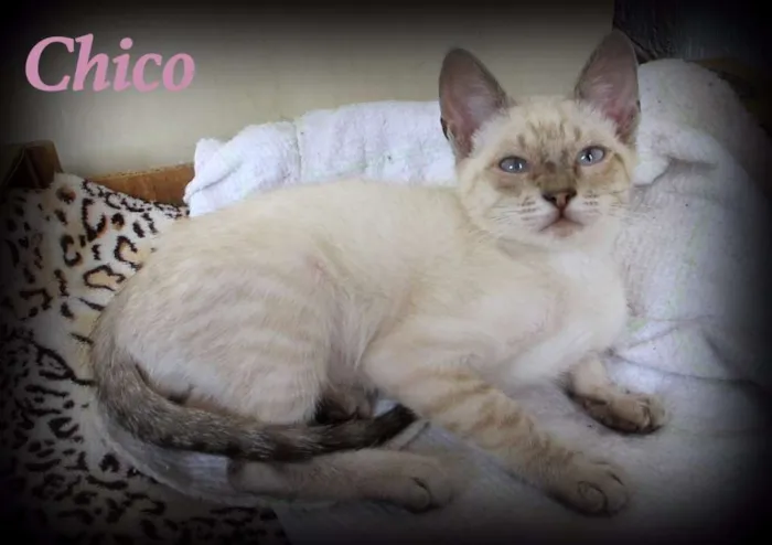 Gato ra a SRD idade 2 a 6 meses nome Chico