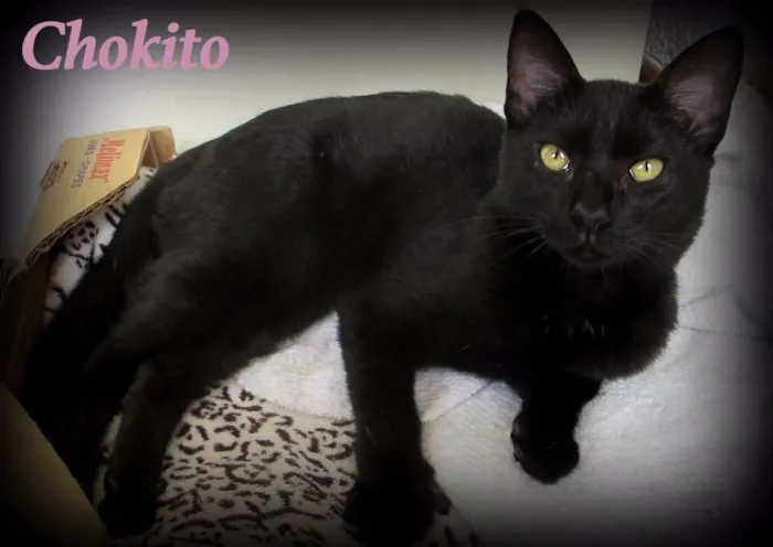 Gato ra a SRD idade 2 a 6 meses nome Chokito