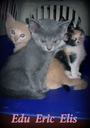 Gato raça SRD idade Abaixo de 2 meses nome Edu, Eric e Elis