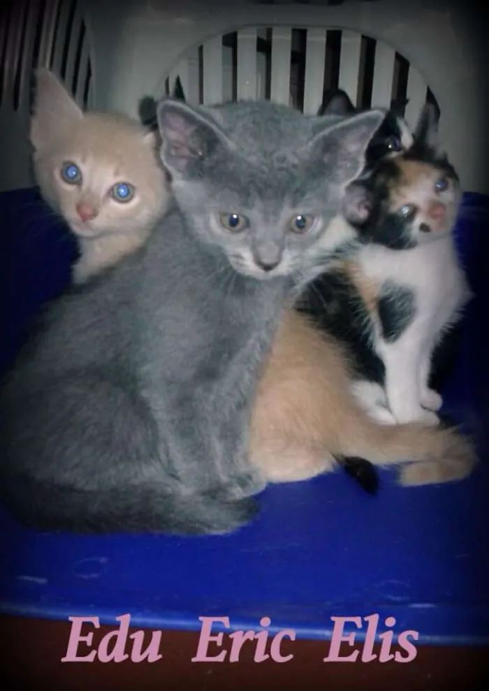 Gato ra a SRD idade Abaixo de 2 meses nome Edu, Eric e Elis