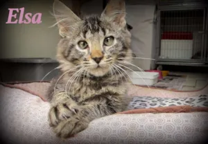 Gato raça SRD idade 2 a 6 meses nome Elsa