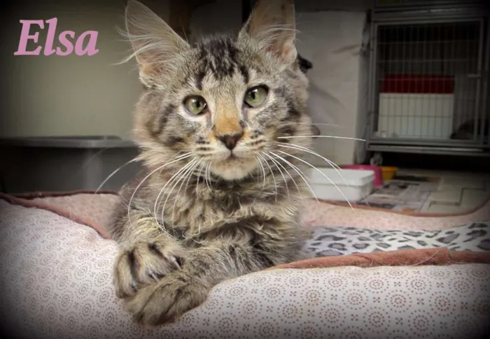 Gato ra a SRD idade 2 a 6 meses nome Elsa