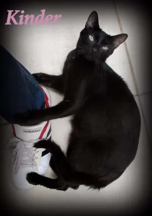 Gato raça SRD idade 1 ano nome Kinder