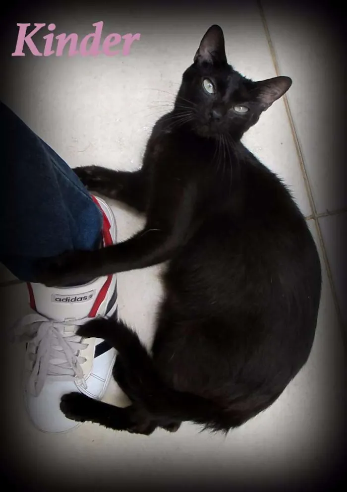 Gato ra a SRD idade 1 ano nome Kinder