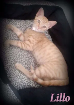 Gato raça SRD idade 2 a 6 meses nome Lillo
