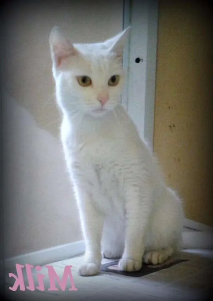 Gato ra a SRD idade 2 a 6 meses nome Milk