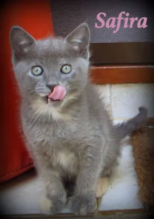 Gato raça SRD idade Abaixo de 2 meses nome Safira